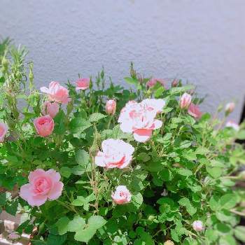 ローズの画像 by Hagisさん | バルコニー/ベランダとミニバラ ピーチ姫とローズとばら バラ 薔薇とミニバラ鉢植えと鉢植えとバラ・ミニバラ