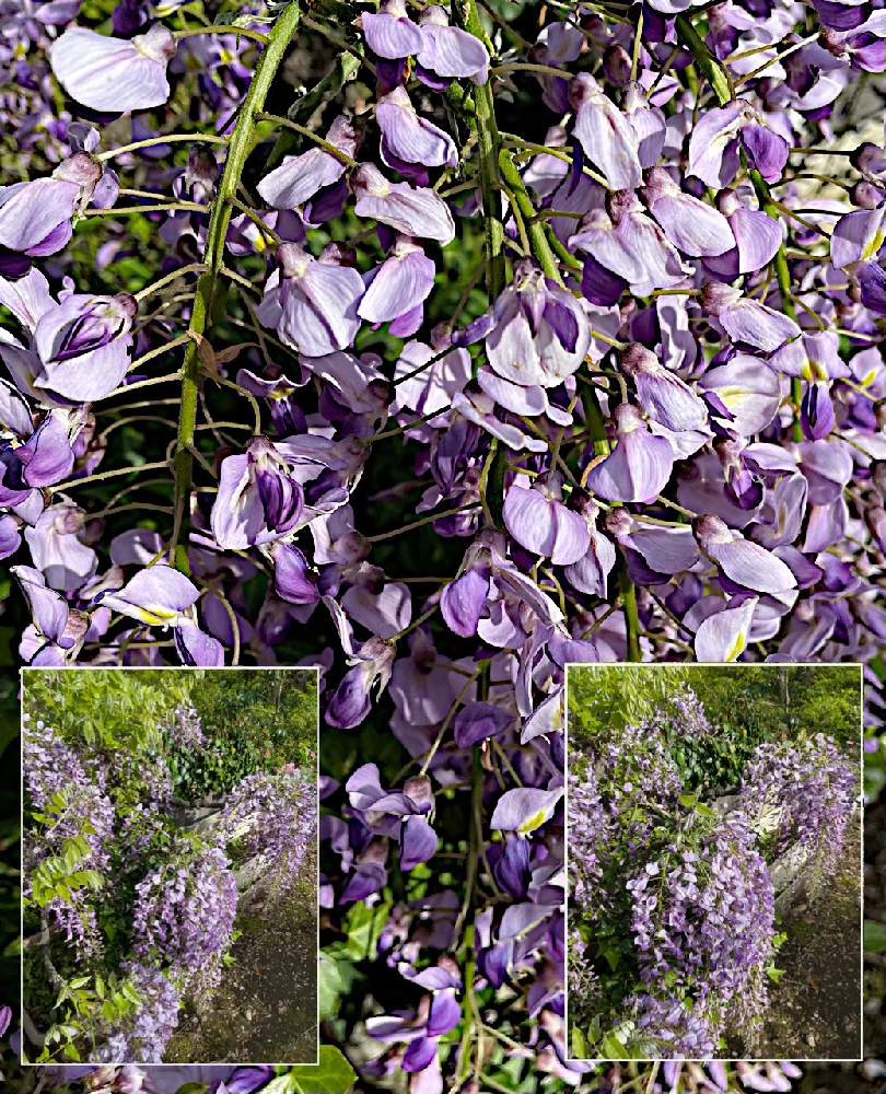 薄紫の大きな花房 長く垂れ下がるは幾つかの鉢の中 の投稿画像 By カタバミさん フジ ノダフジ 野田藤 とお出かけ先 22月5月3日 Greensnap グリーンスナップ Greensnap グリーンスナップ