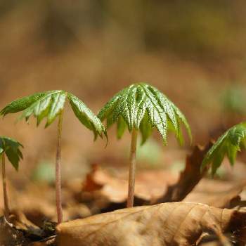 破れ傘の投稿画像一覧 Greensnap グリーンスナップ