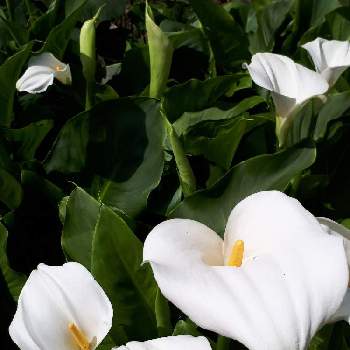 カラーの花の画像 by ふじさん | miakisisaとカラーの花と花言葉といつも心に太陽をと白い水曜日♡と白い花と多様性を愛する会