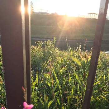 日の出の画像 by 赤毛のアンさん | お出かけ先とアカバナユウゲショウと花のある暮らしと日の出とウォーキングの楽しみと早朝ウォーキング