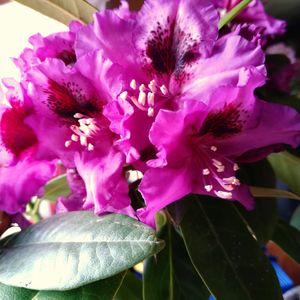 シャクナゲ,西洋シャクナゲ,シャクナゲ・パープルスプレンダー,紫の花,ツツジ科の画像