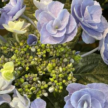 ブルーのお花♡の画像 by ミストリーフさん | お出かけ先とアジサイ（紫陽花）とフラワーショップとお出かけ先にてとブルーのお花♡と紫陽花の鉢物