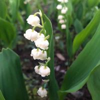 スズラン,可愛い〜♡,花のある暮らし,お写ん歩,平和を願う☆の画像