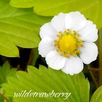 白い小花の画像 by *✿.吏禾.✿*さん | ちいさな幸せ♡と癒し…♡と꒰ღ˘◡˘ற꒱かわゅ~と ワイルドストロベリーと白い小花と白い水曜日♡