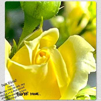 風に揺れての画像 by Hana★さん | 小さな庭と可愛い花と自然大好きとビタミンカラーと黄色の花と風に揺れてと薔薇♪と花が好き