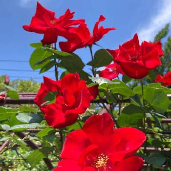 良い一日をの画像 by misumi (美澄)さん | 良い一日をといつもありがとうとつるバラとバラ アルテシモと赤いバラとばら 薔薇 バラ