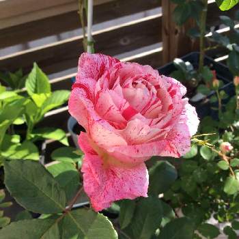 薔薇 センチメンタルの画像 by bayx2さん | バルコニー/ベランダと薔薇 センチメンタルと花のある空間とばら バラ 薔薇とおうち園芸とバラ 鉢植えと植中毒と鉢植えとみどりに癒されると元気に育ててますよと花のある暮らし