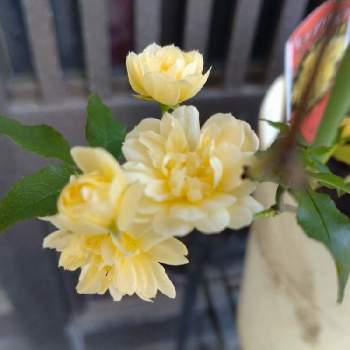 黄モッコウバラの画像 by アロエのベラさん | 玄関と黄モッコウバラと春のお花と春のおとづれとはなのある暮らしとガーデニングときいろいお花