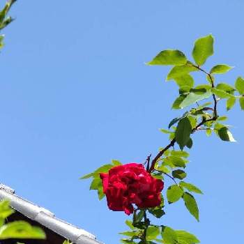 ツル薔薇の画像 by あななさん | 玄関と深紅の薔薇とツル性植物とツル薔薇