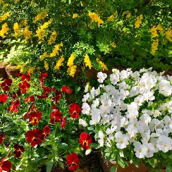 赤いお花❤️の画像 by なこ。さん | 小さな庭と黄色のお花♡とパンジー・びおら☆とエニシダ ♡と白い水曜日♡と花のある暮らしと赤いお花❤️と白い花♡