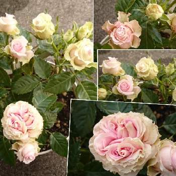 バラ苗の画像 by はるちっちさん | ミニバラ・コルダーナ・ポエトリーと鉢バラとばら バラ 薔薇とピンクの花とミニバラ鉢植えと挿し木のバラと薔薇 バラ ばらとバラ 鉢植えと鉢植えとミニバラを楽しむとミニバラ好きとガーデニングと花のある暮らしと薔薇♪とバラ・ミニバラとバラを楽しむとバラ苗