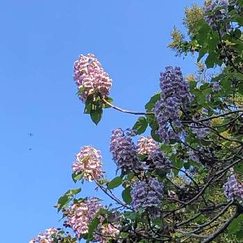 桐の花の画像 by KARIRINさん | お出かけ先と桐の花と散歩道と紫の花