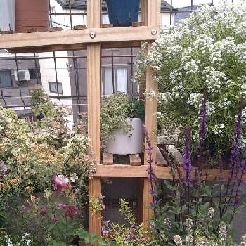 #ラグランジアブライダルシャワーの画像 by こはるんぼさん | 小さな庭とセネッティと#ラグランジアブライダルシャワー