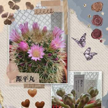 加工アプリ使用ですの画像 by MIRUMOさん | 窓辺とお目覚めpicと好きな色とStop the war！と癒しと今日も、頑張りましょう❣️と応援花❤️と❤️M.family❤️と多肉挑戦❣️と可愛いと花のある暮らしと加工アプリ使用ですと♡My garden♡と頑張れ❗️日本