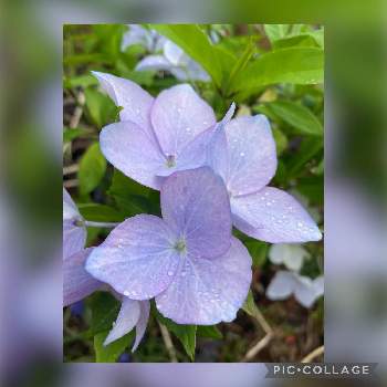 冬アジサイの投稿画像一覧 Greensnap グリーンスナップ 冬アジサイの投稿画像一覧 Greensnap グリーンスナップ