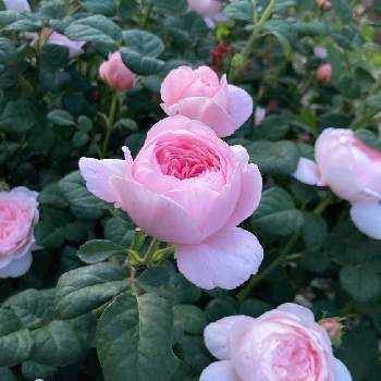 今日のイチオシの画像 by ちよみん＊さん | 小さな庭とクイーン・オブ・スウェーデンとちよみん薔薇とばら バラ 薔薇とバラはいいなぁとちよみん薔薇2022とおうち園芸とバラと夢CLUBとバラ　クイーンオブスウェーデンと花のある暮らしとチーム福岡とERと今日のイチオシとGS植物うちなーぐち会