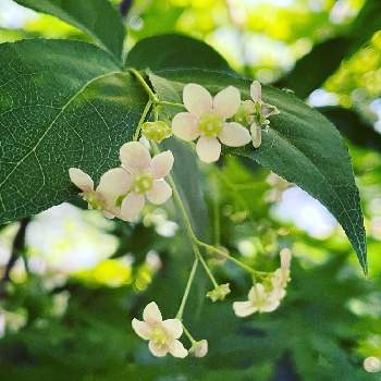 ツリバナマユミの投稿画像一覧 Greensnap グリーンスナップ