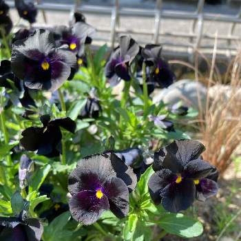 ビオラ ブラックデライトの画像 by やまぶきさん | 広い庭とビオラ ブラックデライトと地植えとビオラ・パンジーと黒い花