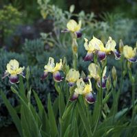 ジャーマンアイリス,花のある暮らし,伊豆の庭,✨アイリスの画像