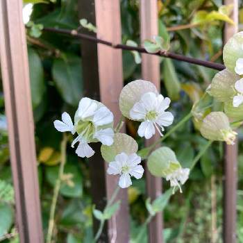 シレネグリーンベルの投稿画像一覧 Greensnap グリーンスナップ