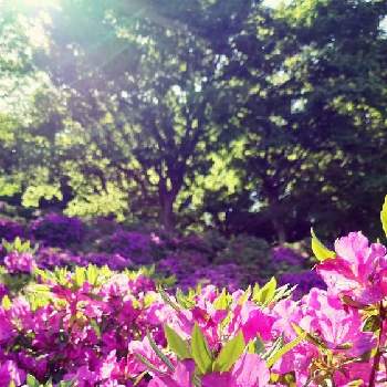 つつじ♡の画像 by ぴすけさん | お出かけ先とピンク ぴんく Pinkとスマホ撮影とつつじ♡とピンクの花と自然美と神奈川県