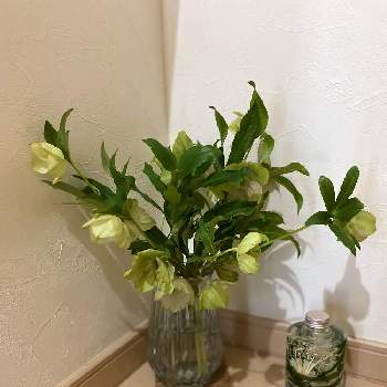 クリスマスローズの花の画像 by 3939さん | 階段/廊下と花のある暮らし♡とクリスマスローズの花と癒しとステキなお庭 ♡と元気もらえると優しい気持ち♡と朝散歩と素敵な出会いに感謝
