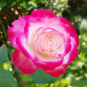 バラ,ジュビレ・デュ・プリンス・ドゥ・モナコ,お庭,バラ 鉢植え,薔薇♪の画像