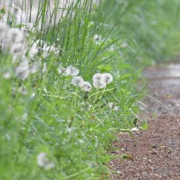 たんぽぽの綿毛の画像 by compeitouさん | たんぽぽの綿毛と散歩と道端の草花