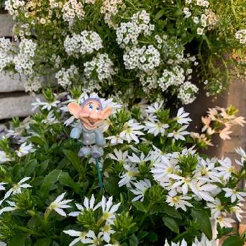 スーパーアリッサム・フロスティナイトの画像 by ささりんさん | エントランスとサンクエールとスーパーアリッサム・フロスティナイトとサンフラビトとお花大好き♡と植物大好きとサントリー フラワーズとおうち園芸と白い水曜日♡と可愛いと白い花