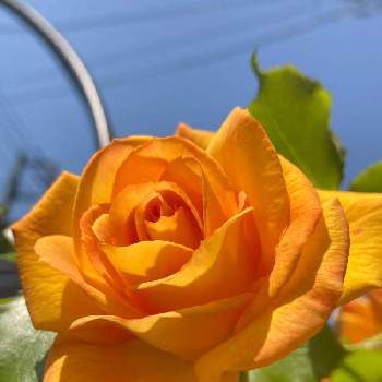 ゴールデンウィークの画像 by こなつさん | 小さな庭とバラ ’ サハラ '98 ’ とmy gardenと育てる楽しみとばら バラ 薔薇とオレンジ色の花と水曜ローズショーとつぼみがたくさんとゴールデンウィークとステキなお花