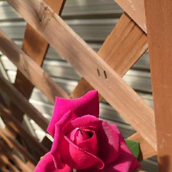 免疫力⤴️の画像 by 濱ちゃんさん | 小さな庭と薔薇と笑う門には福来たるとばら バラ 薔薇と免疫力⤴️と笑いで免疫力アップとプーチン死ねとお花