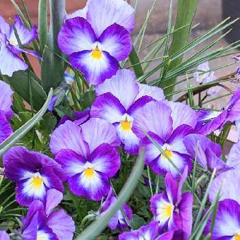 宿根ビオラ の投稿画像一覧 Greensnap グリーンスナップ