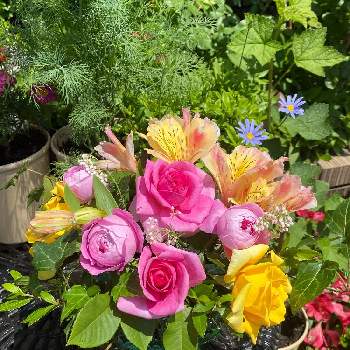 バラのアレンジメントの画像 by Rosy Cream @Rosesさん | バラのお菓子教室とバラの庭とバラアーチと薔薇に魅せられてとバラプレゼントとバラの家とつるバラと河内長野市と薔薇の庭とバラに囲まれた料理教室とバラに埋もれると大阪府とアルストロメリアコレクションと関西と花のある暮らしとバラの子供料理教室とバラのアレンジメントと我が家のバラとロザリアンとバラのおもてなし