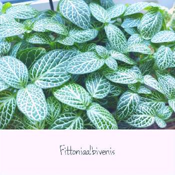 フィットニアの画像 by めーべるさん | インテリアとフィットニアと観葉植物と緑のある風景とみどりの日