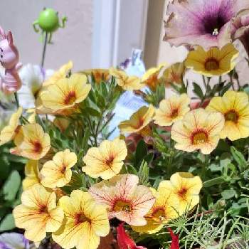 ロータス・コットンキャンディの画像 by ウーゲデールさん | 玄関と元気いっぱいと心落ち着くと夏の花とカリブラコア♡と美しいと明るい色と黄色の花と赤い花とオレンジとロータス・コットンキャンディ