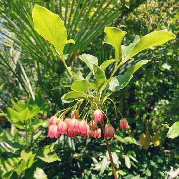  サラサドウダンの画像 by tanikumiさん | ツツジ科と サラサドウダンと植物園と赤い花