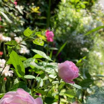 ピーチプリンセスの画像 by ೫̥͙*:・千砂･:* ೫̥͙さん | ミニバラ・ピーチプリンセスとピーチプリンセスとみどりのある暮らしと植物のある暮らしとばら バラ 薔薇と小さな庭♡と花のある暮らしと薔薇♪とバラ・ミニバラとばらに魅せられてとミニ薔薇