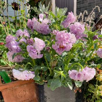 パンジー・パルムディールの画像 by れいちるさん | 小さな庭とパンジー・パルムディールとシルバーレースとビオラ・パンジーとお気に入りと私の癒しと私の宝物～❤と小さな小さな庭と花のある暮らしと玄関先と紫の花