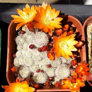 レブチア属の画像 by ペペロンチーニさん | レブチアと花芽と普及種とレブチア属と百均出身と屋外組とサボテンの花