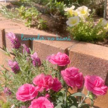 ラベンダー大好きの画像 by lavenderの香りさん | 小さな庭とラベンダー大好きとフレンチラベンダーキューレッドとポットカーネーション　プリティローズ♡