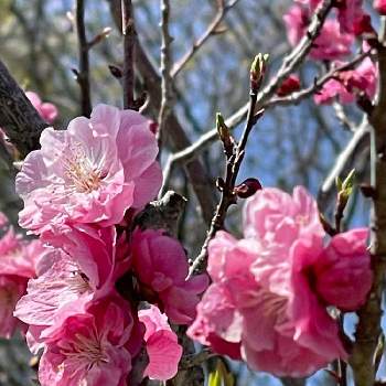 紅梅の画像 by ゆきねこさん | 紅梅と平岡梅林公園と北海道の風景とゆき散歩
