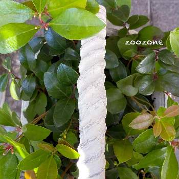 チェッカーベリー♡の画像 by zoozoneさん | 玄関と観葉植物と植物のある暮らしとチェッカーベリー♡と強い子とわたしの家の観葉植物