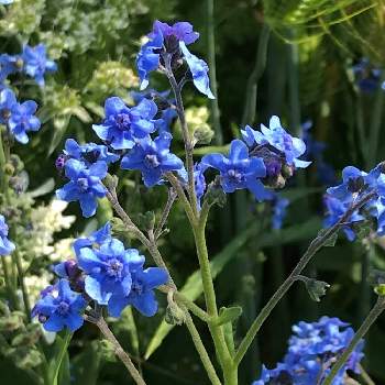 水曜日の画像 by deko＊さん | お出かけ先とシノグロッサムと春のお花と青い花と水曜日とかわいいとお出かけ先にて