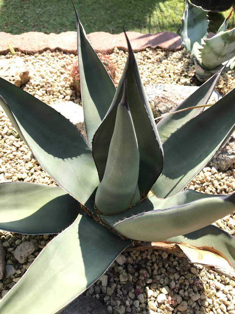 これが私のSODATEKATA〜アガベ編〜｜🍀GreenSnap（グリーンスナップ）