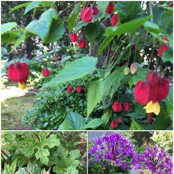 アブチロン チロリアンランプの画像 by hana☘️さん | 小さな庭とアリウム♡と斑入りノブドウ♪とアブチロン チロリアンランプ