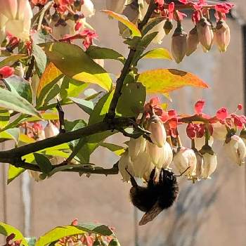 ハチさんの画像 by ニコさん | 小さな庭と初夏と開花とお花大好き♡と癒しと庭のブルーベリーとおうち園芸とハチさんと花のある暮らし