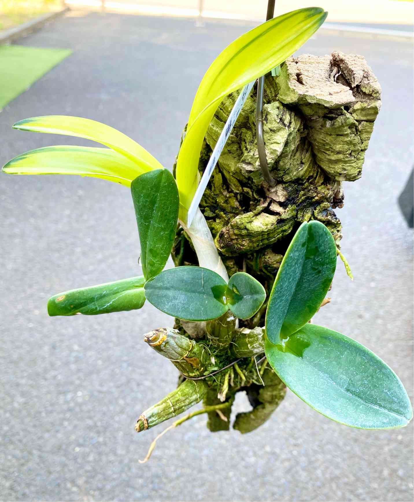 ラン：タイミンセッコクのハンギングバスケット植えです。