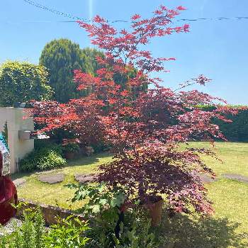 紅葉の画像 by mi-koさん | 広い庭と紅葉と今日の一枚とお庭遊びと芝生の庭