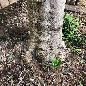 オリーブの木❕の画像 by モーモーさんさん | 小さな庭とオリーブ“ピクアル”とオリーブ　ピクアルとオリーブの木❕とピクアルとシルバーリーフ